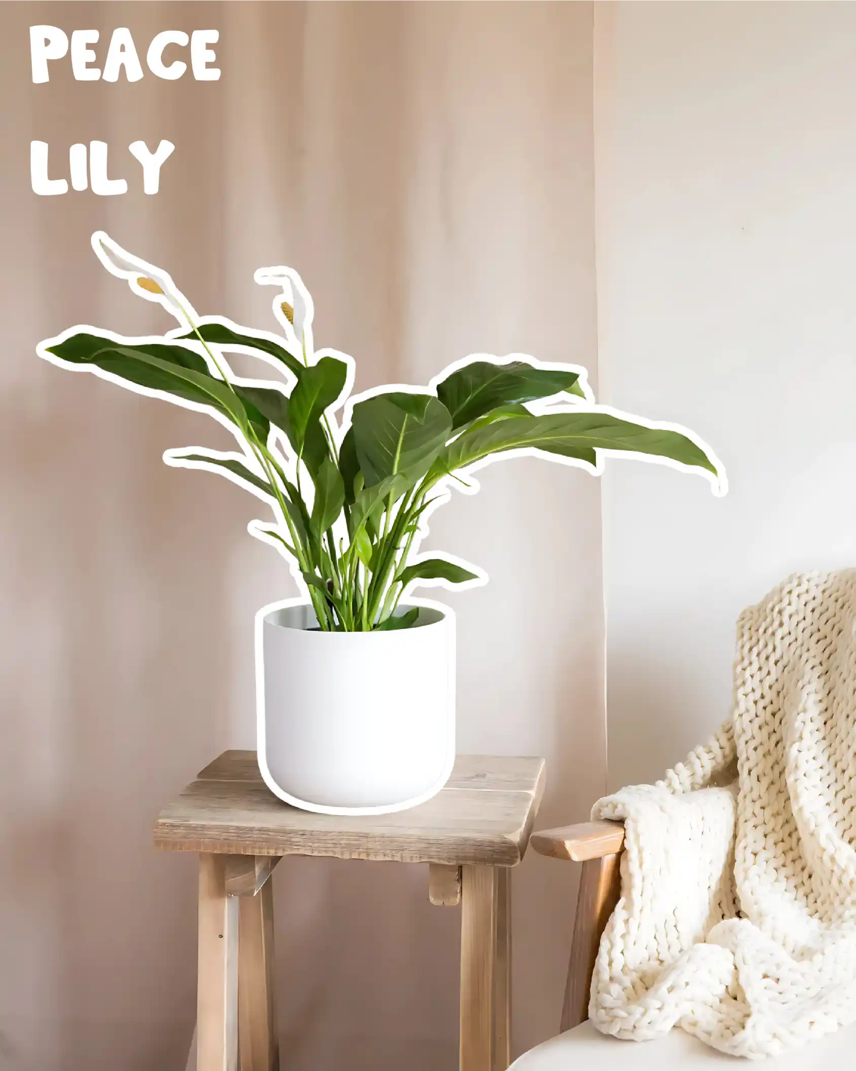 Plant pot 6 of 7